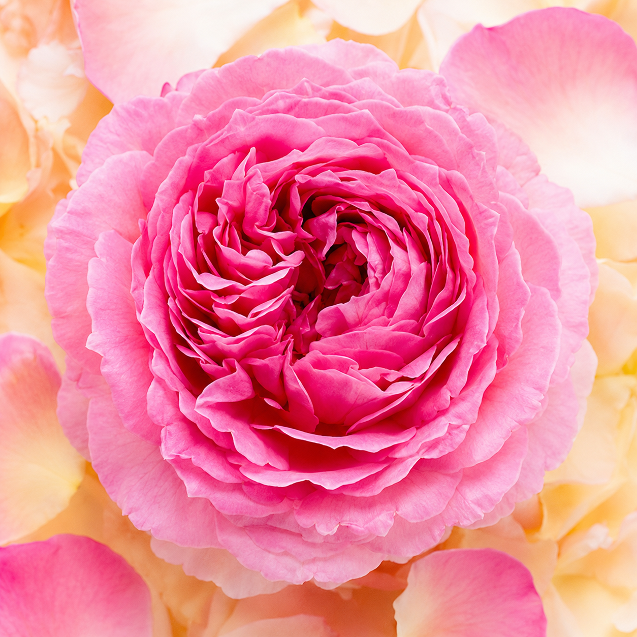 Peach Drift Rose | Compact Groundcover Rose | Grace Rose Farm
